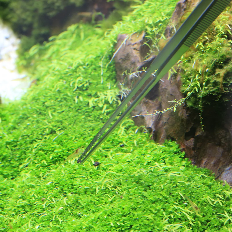 VIV ADA Quality Aquatic Pro Tw - Planted Aquarium Ada recension och pris