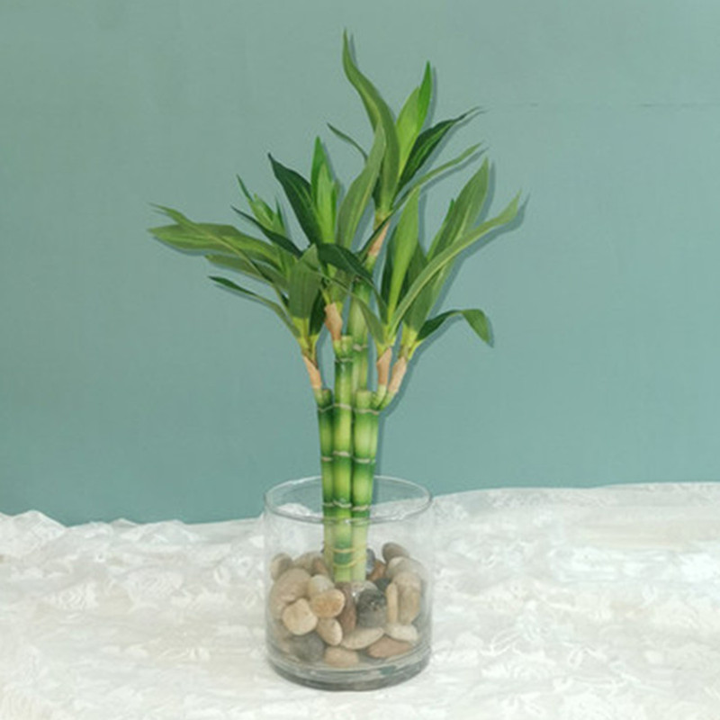 New 40cm rFtificial Lucky Bamb - Aquarium Plants Book recension och pris