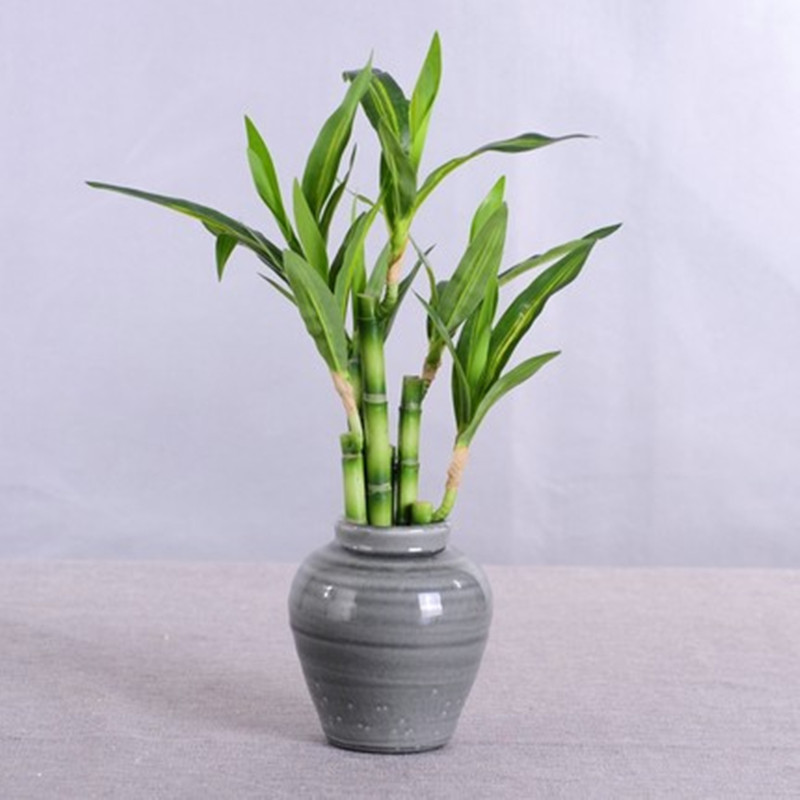 New 40cm rFtificial Lucky Bamb - Aquarium Plants Book recension och pris