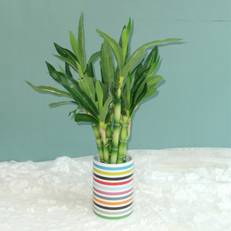 New 40cm rFtificial Lucky Bamb - Aquarium Plants Book recension och pris