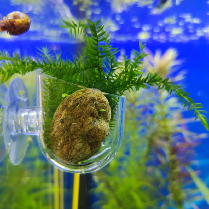 Aquarium Decoration Hanging Fi - Aquarium Plant Rings recension och pris