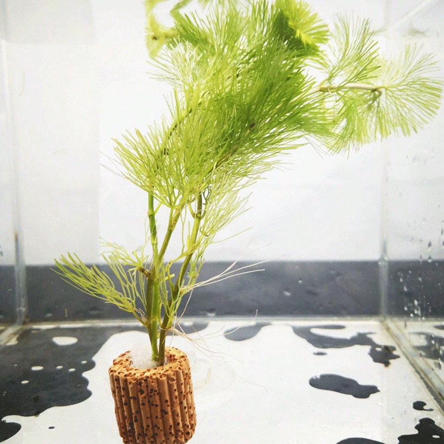 High   Quality Aquarium Plant  - Aquarium Plant Rings recension och pris