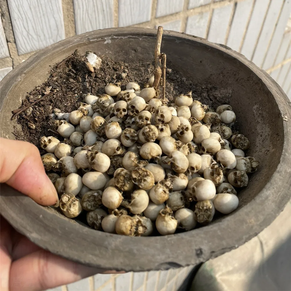 Mini Skull High Quality Miniat - Aquarium Plants Book recension och pris