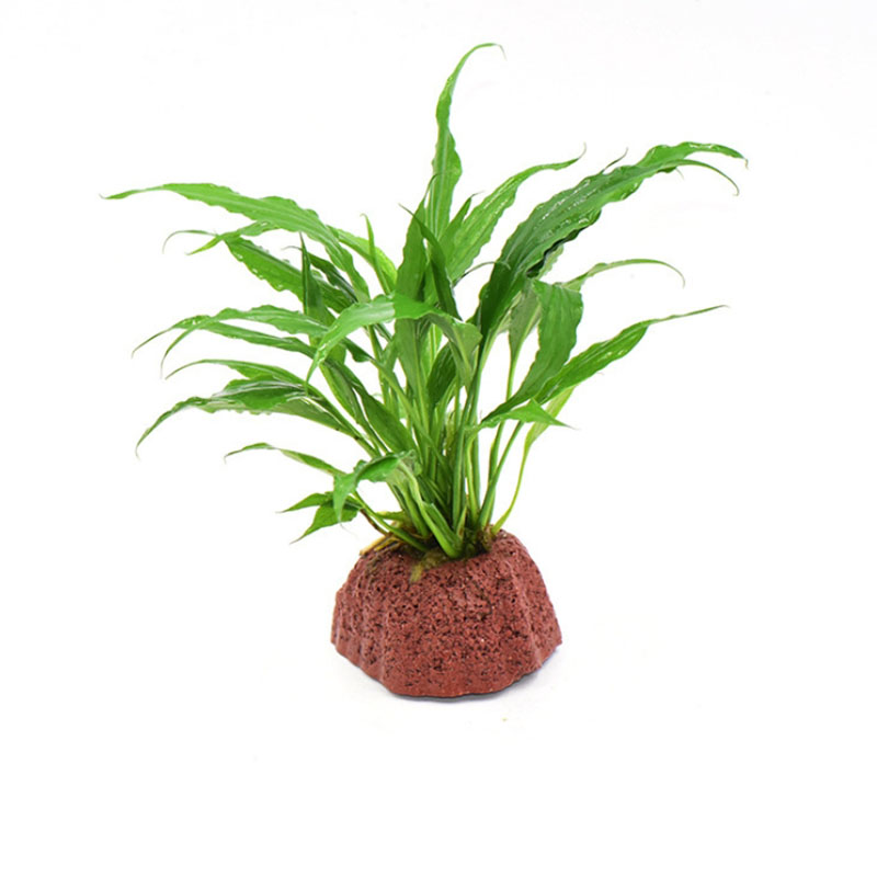 Red Volcanic Aquarium Decorati - Aquarium Plant Rings recension och pris